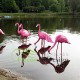 dekorative-figur-gross-tierfigur-deko-flamingo-riesig-skulpturs-vergnugungspark-garten